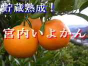 ���悩��(�ɗ\��)