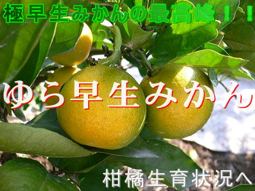 ��瑁���݂��񐶈�󋵂�