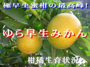 ��瑁���݂��񐶈�󋵂�