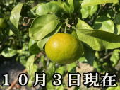 ���i�摜