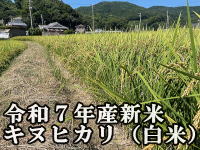 商品イメージ