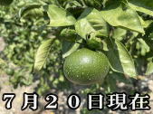 YN-26 ゆら早生みかん