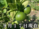 YN-26 ゆら早生みかん