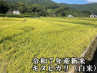 商品イメージ