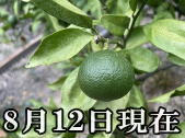 YN-26 ゆら早生みかん
