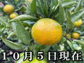 ゆら早生みかん