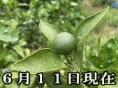 YN-26 ゆら早生みかん