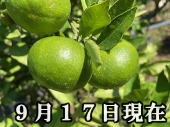 ���i�摜