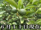 ゆら早生みかん
